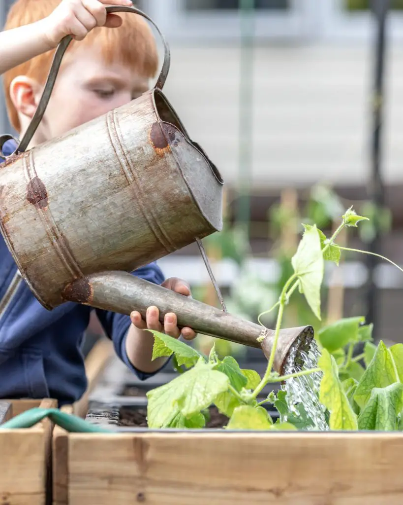 Suburban Homesteading: Embrace Self-Sufficiency