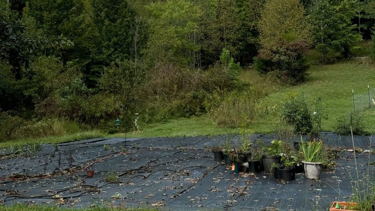 Homestead Garden Tour: A Peek into Our Thriving Acres and Tips for Moms