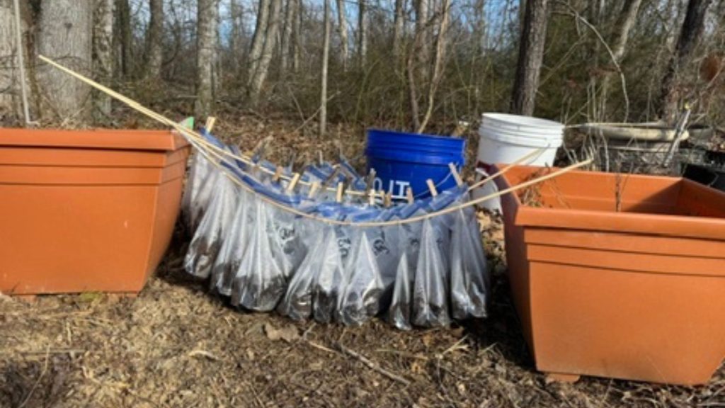 Winter Sowing in Zip Loc Bags: A Simple, Stress-Free Way to Start Your Garden Early