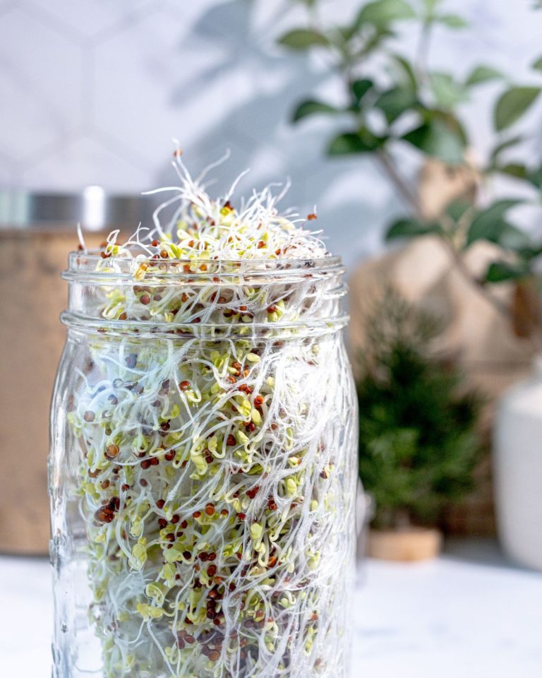 Growing Sprouts: Simple Nutrition for the Busy Homestead Mama