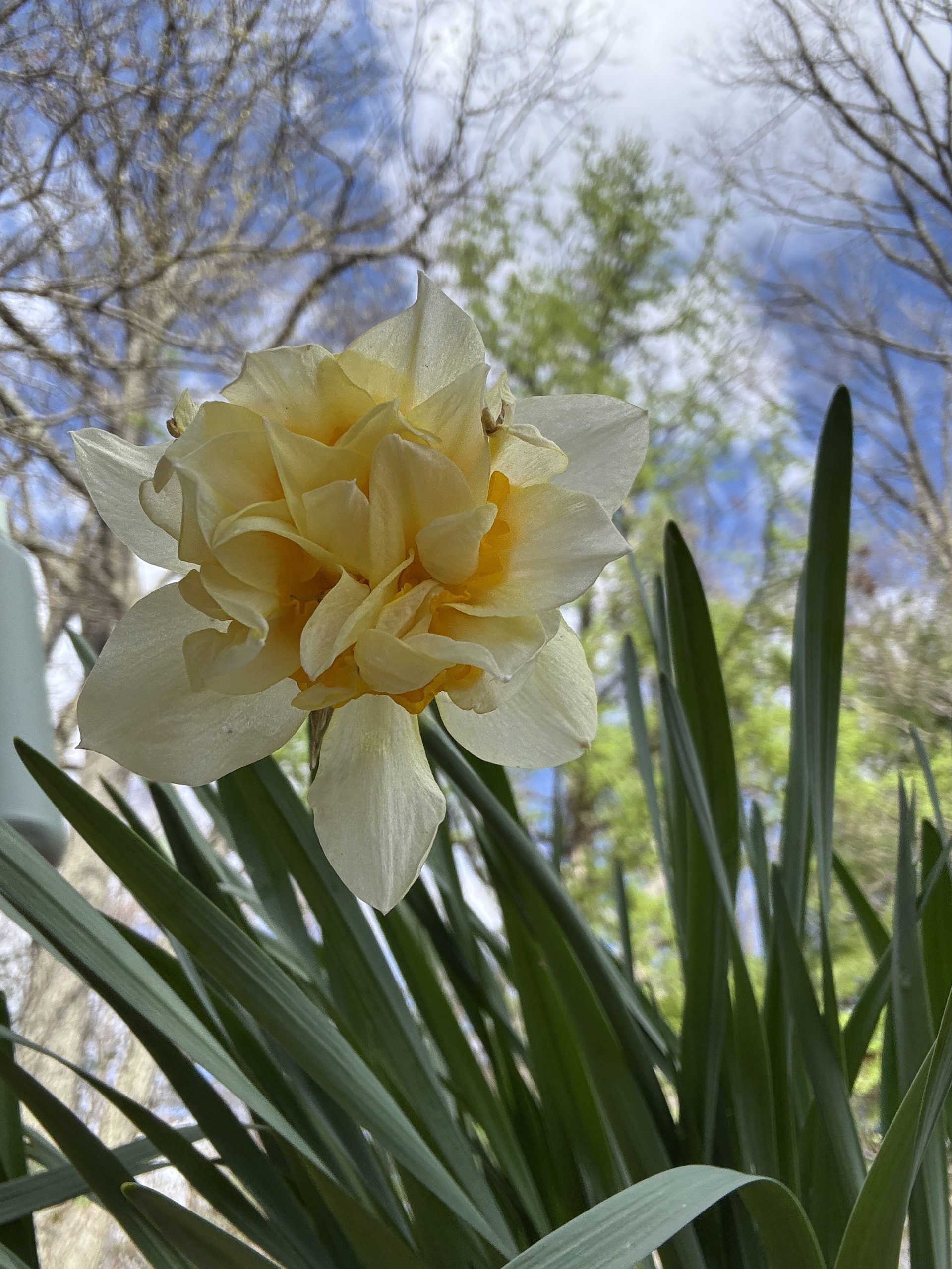 The Hidden History of Daffodils: How Simple Living Leaves a Legacy