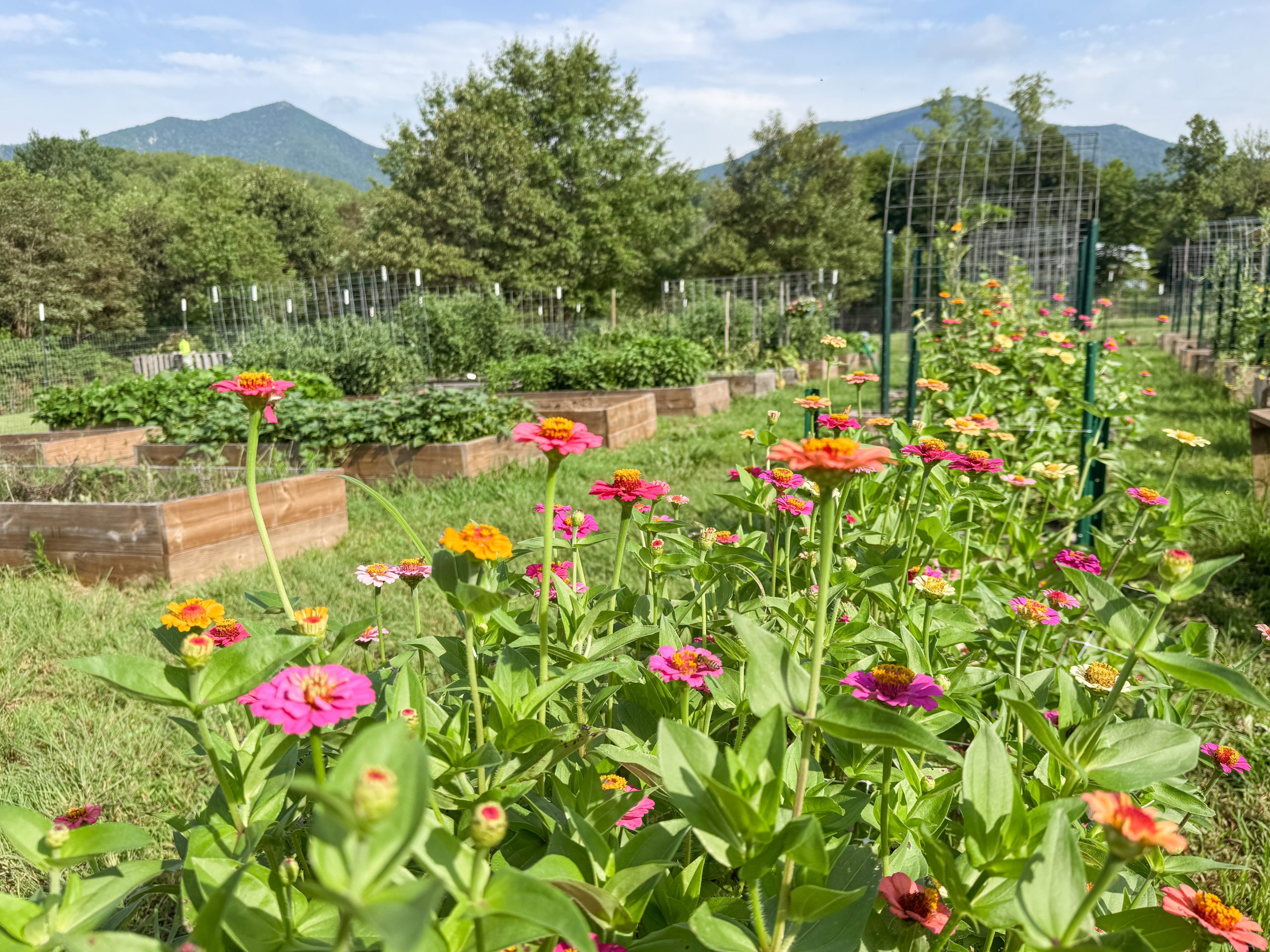 The Secret to Keeping Up with a Summer Garden (Without Feeling Overwhelmed)